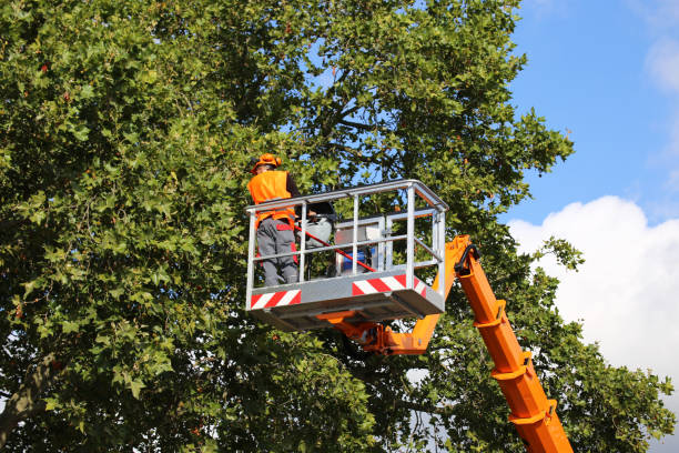 Palm Tree Trimming in Long Creek, IL